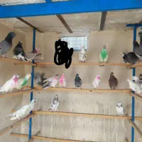 کبوتر گرفتنی