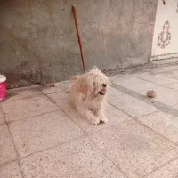 جفت نر وماده یک ساله.واکسن  خوردن انگل تراپی شدن..|سگ|بیرجند, |دیوار