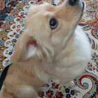 سگ اشپیدز گلدن