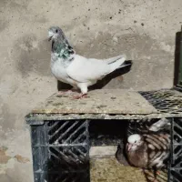 دوستان 7تا کبوتر هستن همه پرشی زمانتی میدم 750هزار