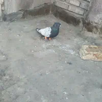 یک عددسینه بفروش میرسد|پرنده|مشهد, نوید|دیوار