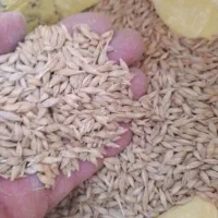 فروش جو بذری آبی|خدمات باغبانی و درختکاری|کبودرآهنگ, |دیوار