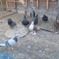 کبوترپشت صید|پرنده|کاشمر, |دیوار