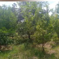 باغ میوه ساری فروشی