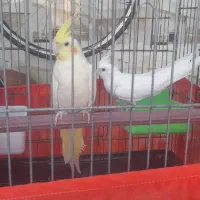 کبوتر پاکستانی|پرنده|بندرعباس, |دیوار