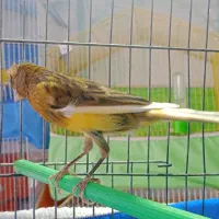 قناری سفید نر و سبز ماده|پرنده|فولادشهر, مسکن مهر فولادشهر|دیوار