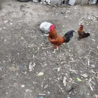 خروس های مولد پرکامل سیامرندی.گلپایگانی.گلین.برهما|حیوانات مزرعه|خرمآباد (تنکابن), |دیوار