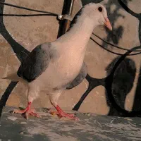 ساده