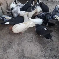 سیتا کفتر رنگه المانی ساده خال