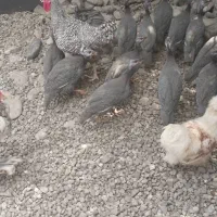 مرغ شاخدار