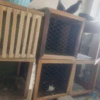 جفتگاه چوبی سفت محکم مرتب