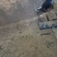 کبوتر|پرنده|نورآباد ممسنی, |دیوار