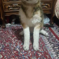 عروسک گرگ پلیشی سایز بزرگ|اسباب‌‌بازی|کرمانشاه, |دیوار