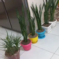 گل وگلدان آپارتمانی|گل و گیاه طبیعی|گرمدره, |دیوار