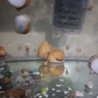 حلزون سیب|خزنده|تهران, لویزان|دیوار