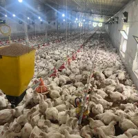 کارگر مرغداری کسما