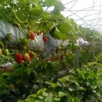 فروش یا رهن اجاره گلخانه‌ توت‌فرنگی  نزدیکی هشتگرد|فروش دفتر صنعتی، کشاورزی، تجاری|تنکمان, |دیوار