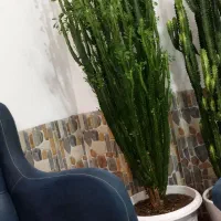 گل وگیاه|گل و گیاه طبیعی|سیلوانه, |دیوار