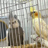 عروس هلندی مولد با قفس