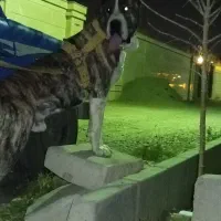 واگذاری سگ الابای|سگ|مشهد, شمس آباد|دیوار