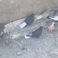 کته رنگی درجه یک