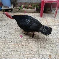 بوقلمو سالم بشرط|حیوانات مزرعه|آزادشهر, |دیوار