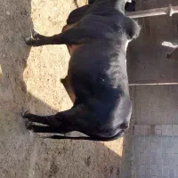 گوساله|حیوانات مزرعه|داراب, |دیوار