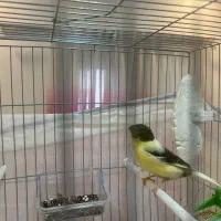 قناری گلستر نر و ماده