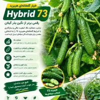 بذر هیبرید خیار گلخانه ای