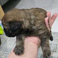 شیتزو|سگ|بندر کنگان, |دیوار