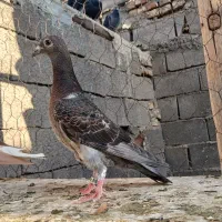 جوجه پلاکی|پرنده|خرمشهر, |دیوار