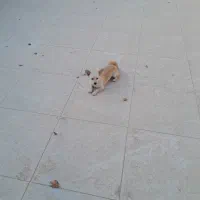 واگذاری سگ پامر|سگ|خمینی‌شهر, |دیوار