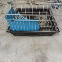 خرگوش لپ هلندی|موش و خرگوش|پاکدشت, خاتون آباد|دیوار