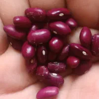 لوبیا چیتی|خوردنی و آشامیدنی|کرج, شهرک یاس شمالی|دیوار