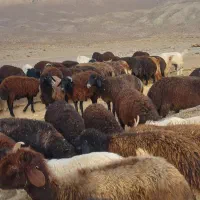 فروش 30عدد میش آبستن|حیوانات مزرعه|قم, چهل درخت‎|دیوار