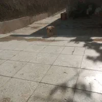 فروش یا معاوضه پامر نر با کبوتر|سگ|گلپایگان, |دیوار