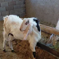 چبش پاکستانی درجه یک قیمت کیلو ۳۱۰