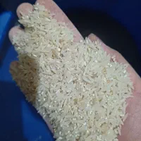 فروش برنج پارسال