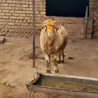 شیشک قوچ ذات دار