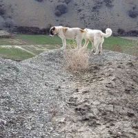 سگ.|سگ|آشخانه, |دیوار