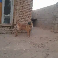 سگ محلی