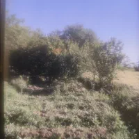 زمین در فامنین
