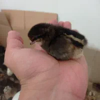 جوجه محلی عربی|حیوانات مزرعه|رامشیر, |دیوار