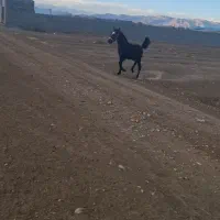 کره نریان کرد|اسب و تجهیزات اسب‌سواری|فلاورجان, |دیوار