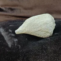 فسیل حلزون باستان|کلکسیون اشیاء عتیقه|اصفهان, جلفا|دیوار