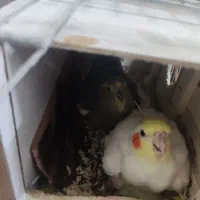 جفت عروس هلندی با جوجه