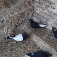 کبوتر دم سفید