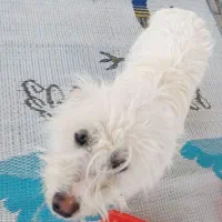 فروش سگ پاکوتا