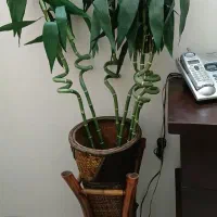 درخت برگی زیبا و گل و گلدان بامبو