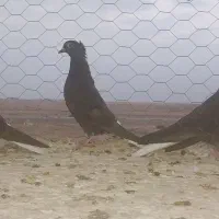 زاغ دم سفید به شرط|پرنده|رضویه, |دیوار